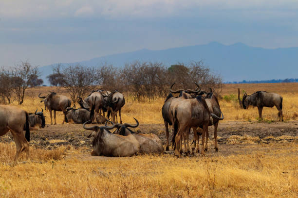 6 Day Tanzania Wildlife Safari