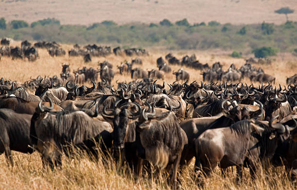 6 Days Great Migration Safari from Moshi