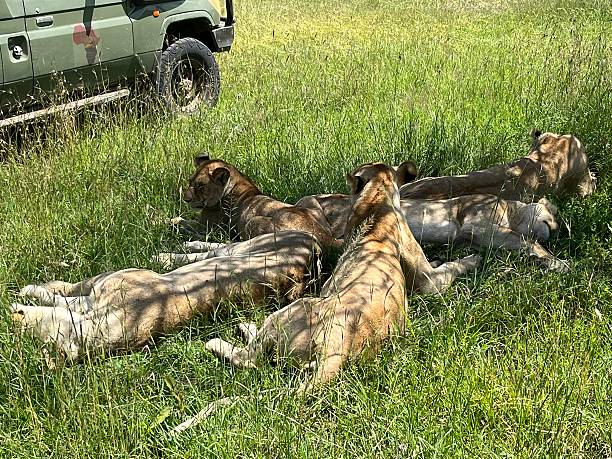 6 Days Private Safari from Moshi