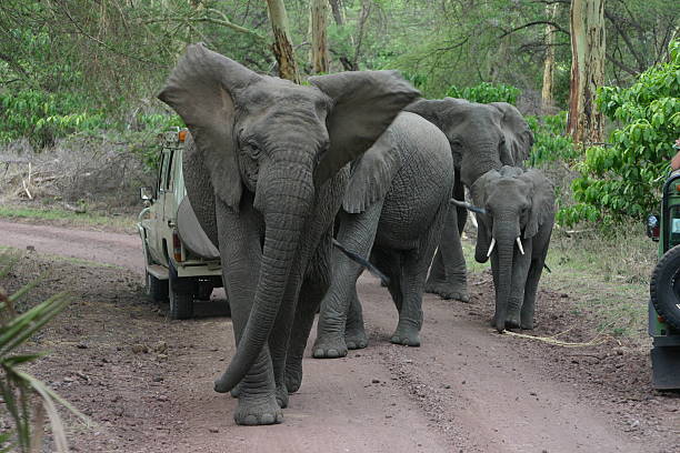 6 Days Tanzania Big Five Safari from Moshi
