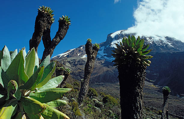 7 Day Kilimanjaro Group Joining Tour
