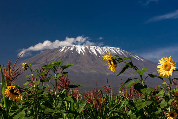 7 Day Kilimanjaro Tour from Moshi