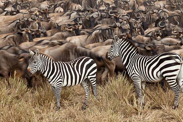 7 Day Northern Tanzania Safari