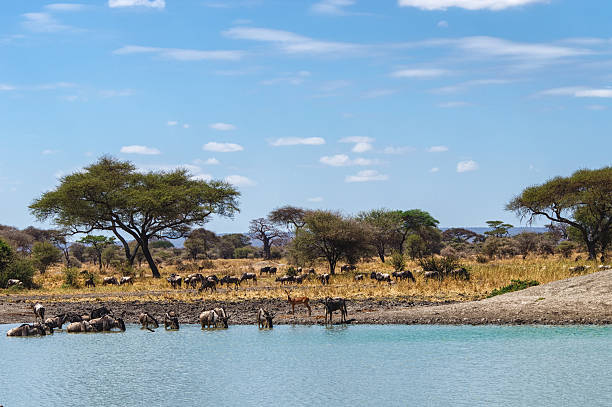 7 Day Private Tanzania Safari