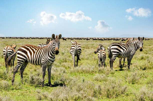7 day safari from moshi