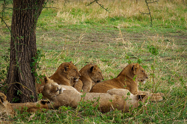 7 Day Serengeti Safari from Moshi