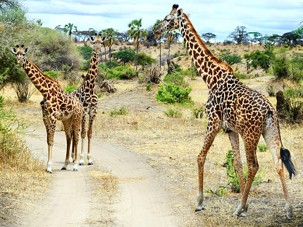 7 day tanzania safari cost