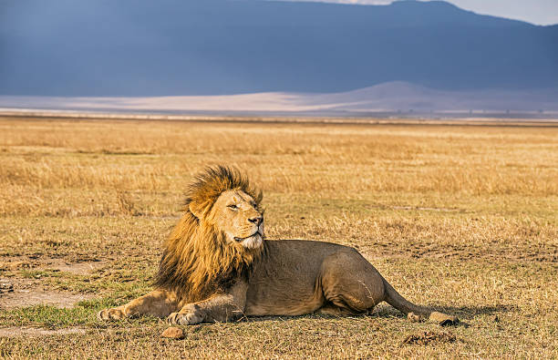 7 Day Tanzania Safari from Moshi