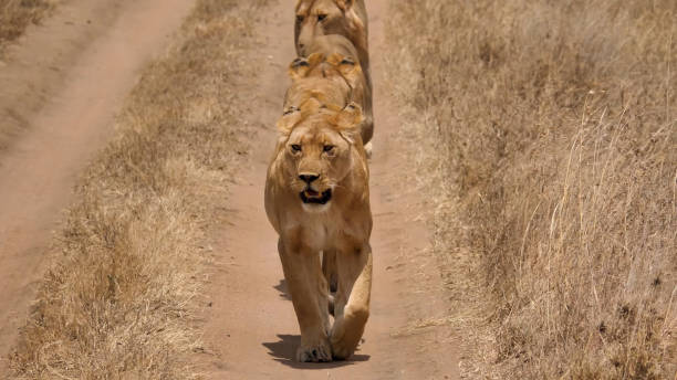 7 Day Tanzania Safari Package