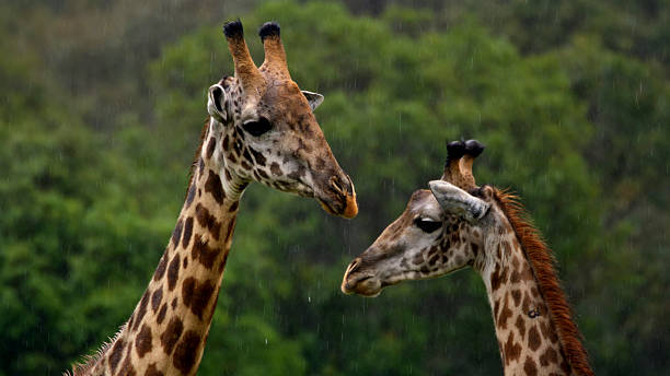 7 Days Big Five Safari from Moshi