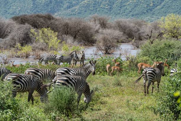 Private Lake Manyara Safari from Moshi