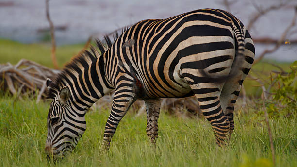 7 days private safari from moshi