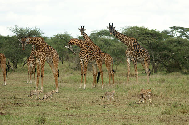 7 Days Tanzania Safari from Moshi