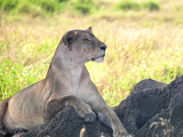 Affordable Tanzania Safari from Moshi