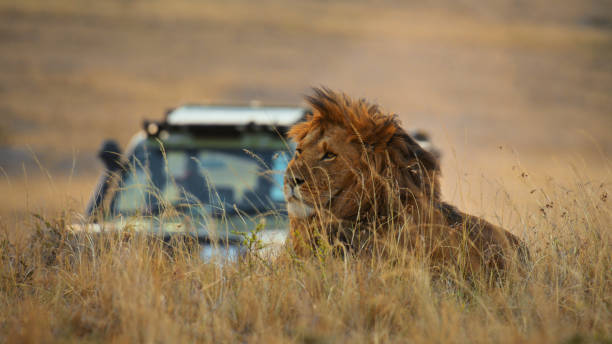 Best 1 Day Safari from Moshi