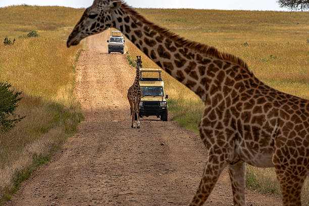 Best 2 Days Safari Package from Moshi