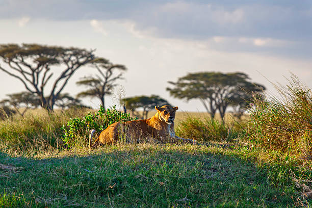 6 Day Tanzania Group Safari