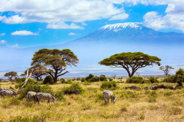 2 Days Tanzania Safari
