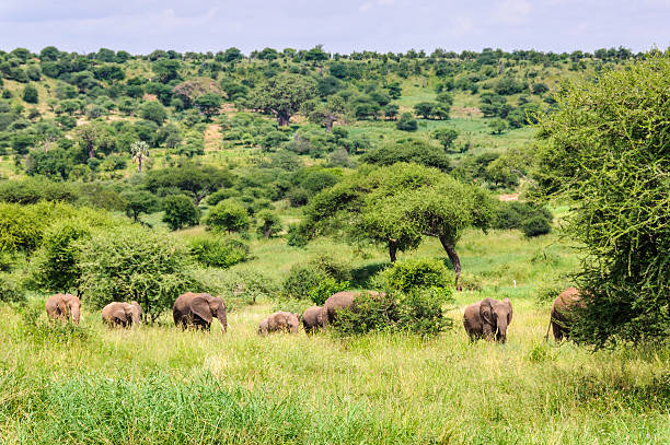 Best Tarangire Safari from Moshi