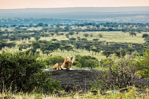 Best Time to Visit Tanzania