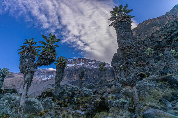 4 Day Kilimanjaro Walking Adventure