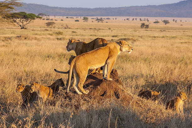 budget serengeti safari from moshi
