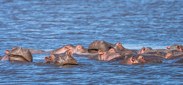 Couples Safari from Moshi