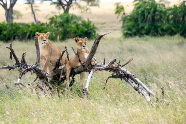 Best Serengeti Safari Tours from Moshi