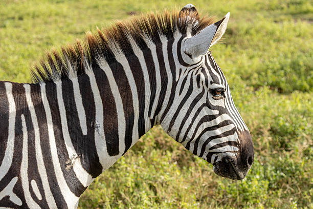 Exclusive Private Safari from Moshi