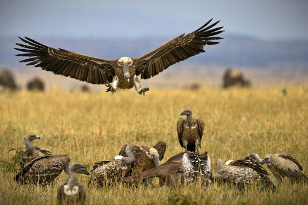 fly-in serengeti safari from moshi
