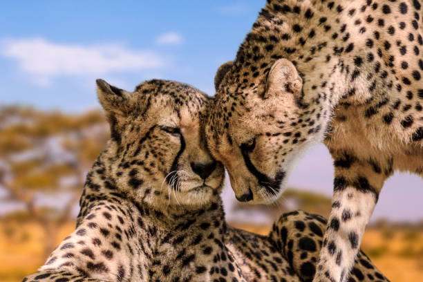 Group Joining Safari from Moshi