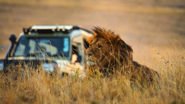 group joining serengeti safari from moshi