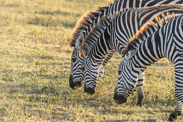 Join a Safari from Moshi
