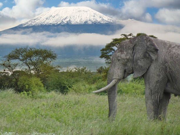 2 Days Tarangire and Ngorongoro Safari