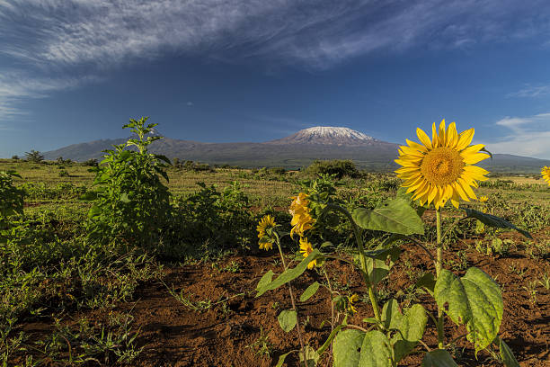 kilimanjaro climb and safari package from moshi