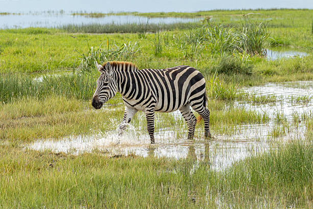 lake manyara wildlife safari from moshi