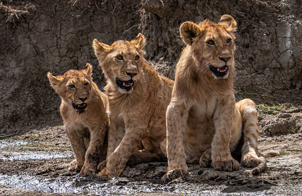 Luxury Tanzania Safari from Moshi