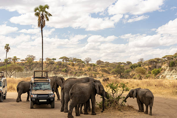 moshi tanzania safari packages