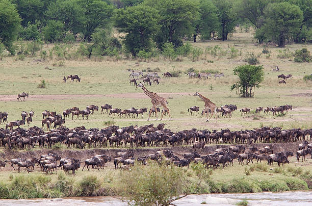 moshi to central serengeti safari