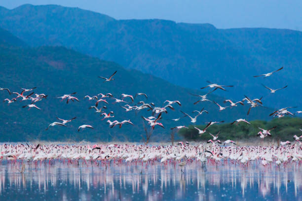 Lake Manyara Day Trip from Moshi