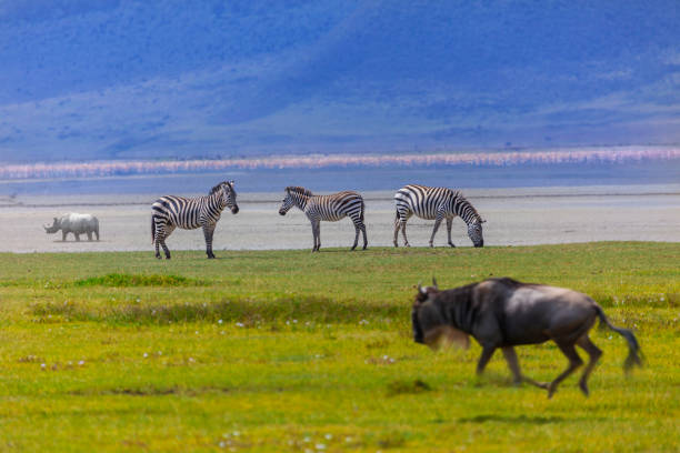 2 Days Ngorongoro Crater Safari from Moshi