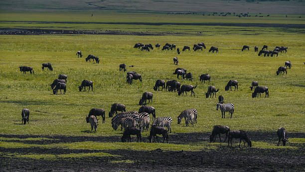 moshi to ngorongoro safari package