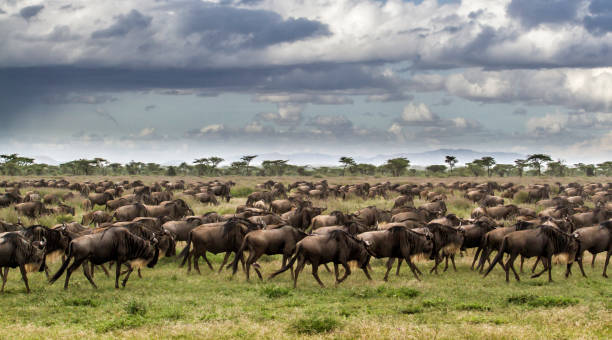 7 Days Serengeti Great Migration Safari from Moshi
