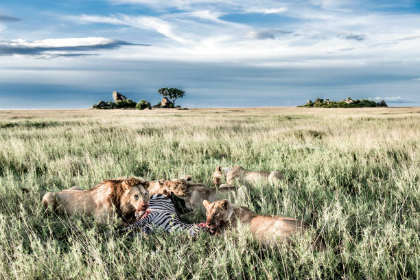 Group Joining Serengeti Safari from Moshi