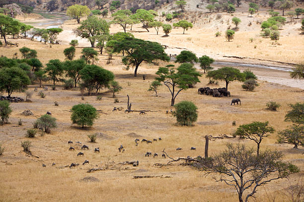 Moshi to Tarangire Safari Day Trip