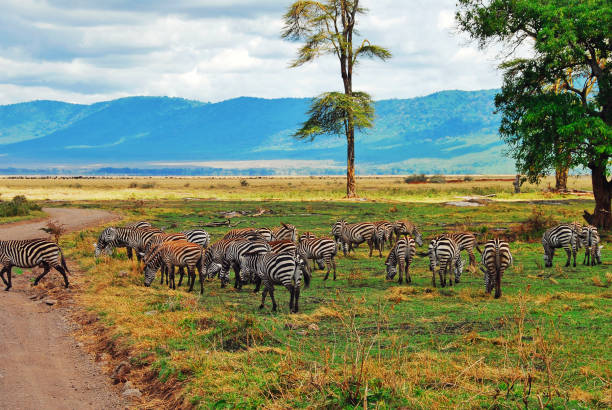 Moshi to Ngorongoro Crater Safari