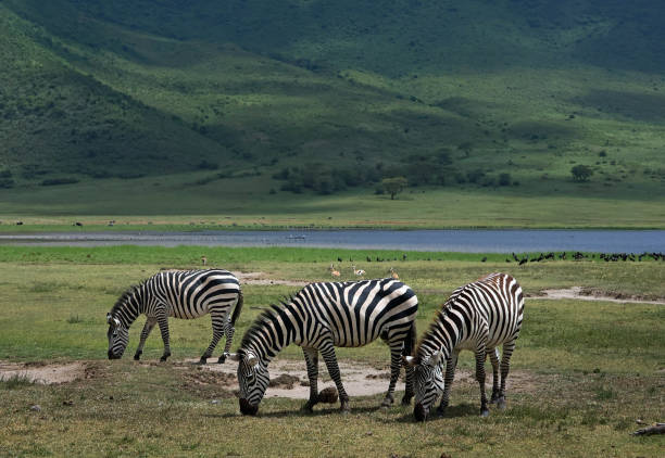 ngorongoro crater safari from moshi