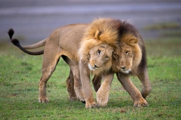 private lake manyara safari from moshi