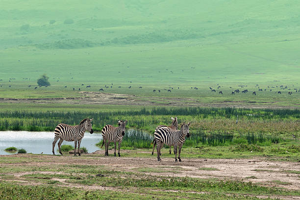 private ngorongoro crater tour from moshi