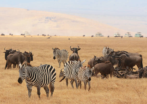 private serengeti safari from moshi